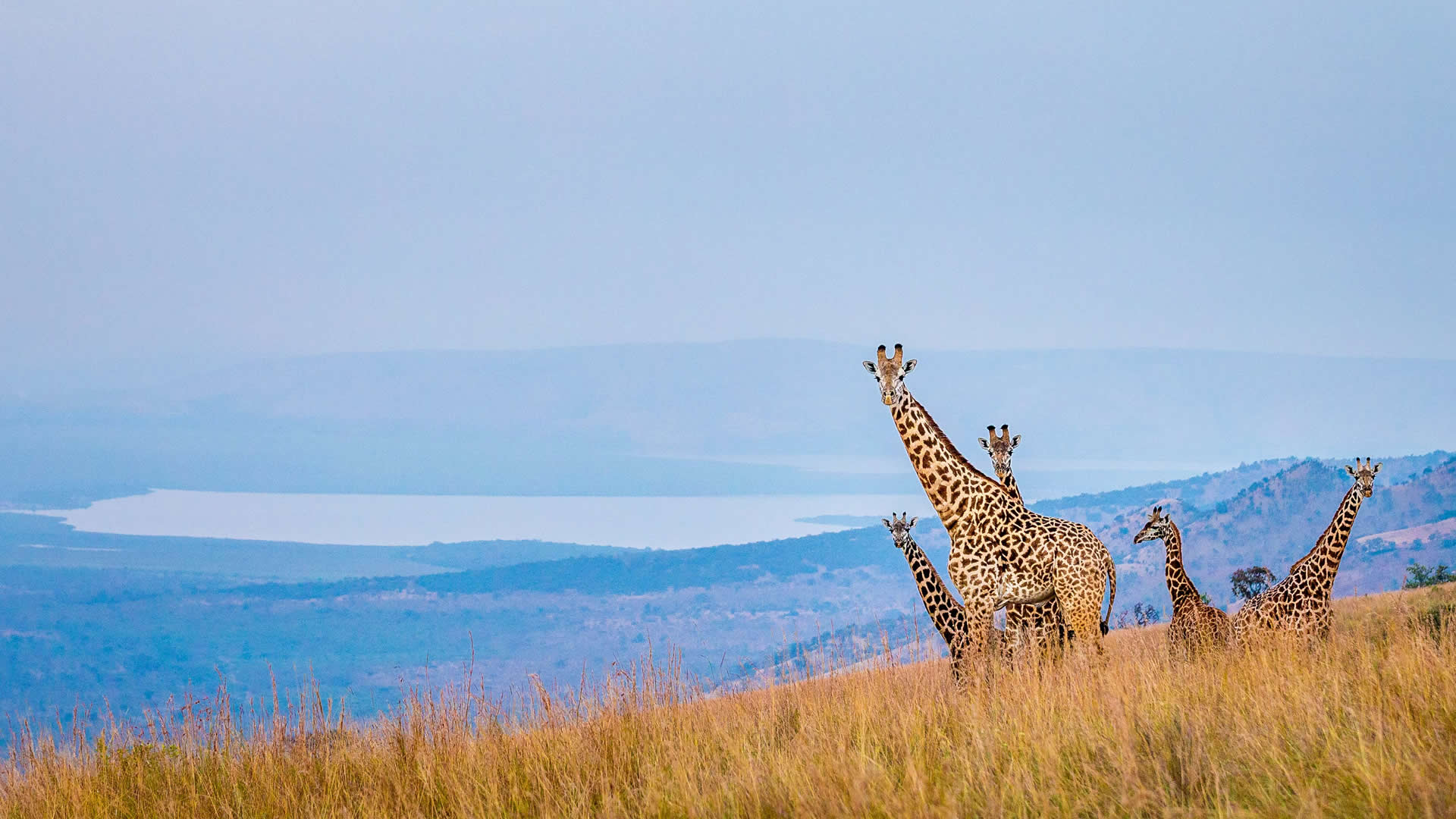 Akagera National Park 