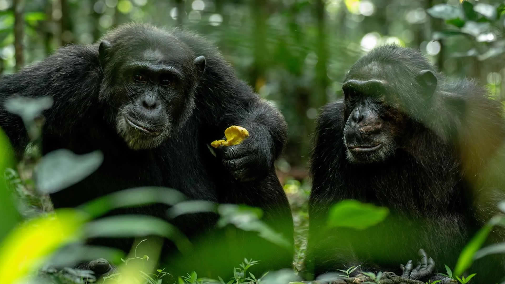 Kibale National Park 