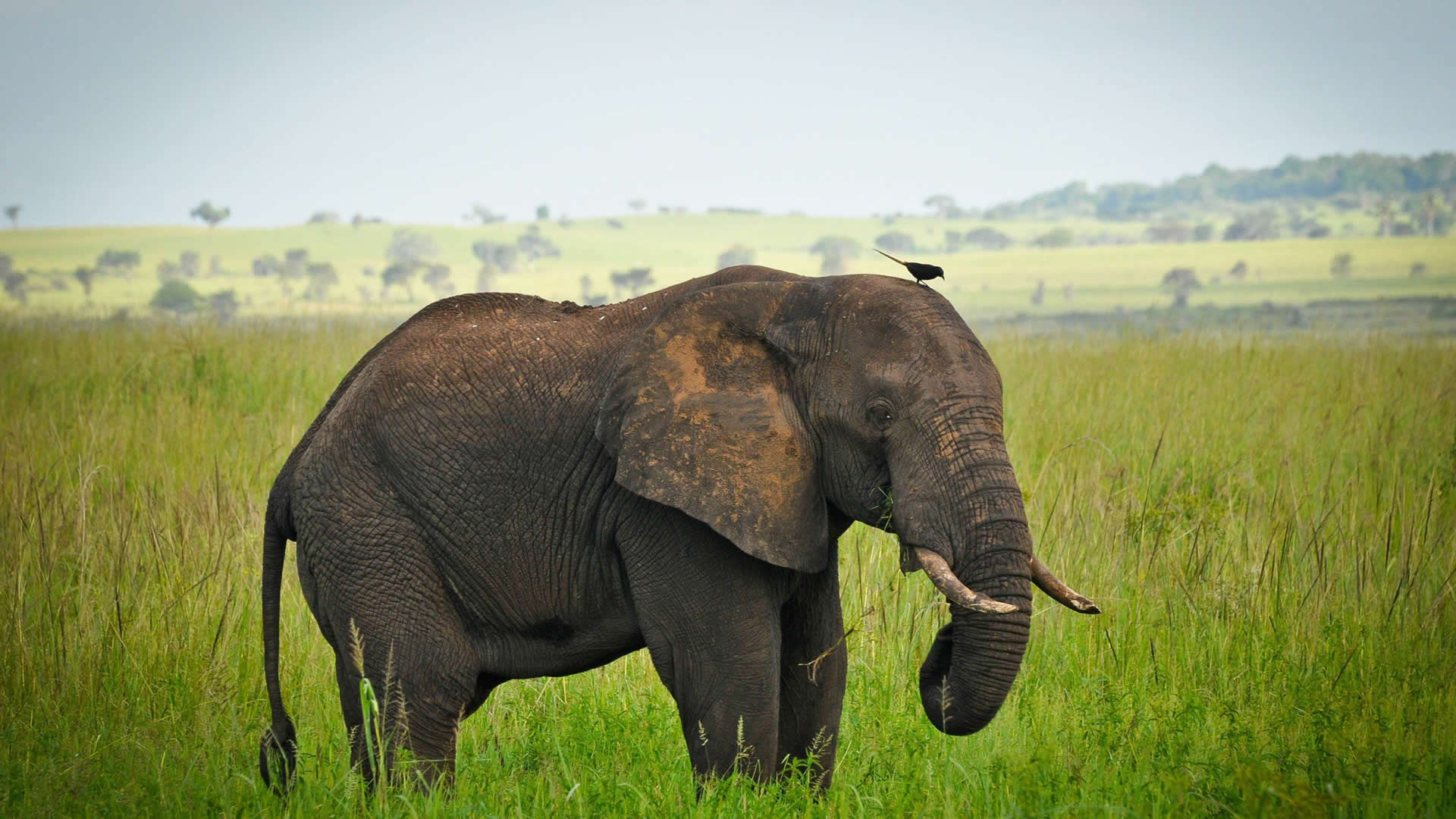 Kidepo Valley National Park 