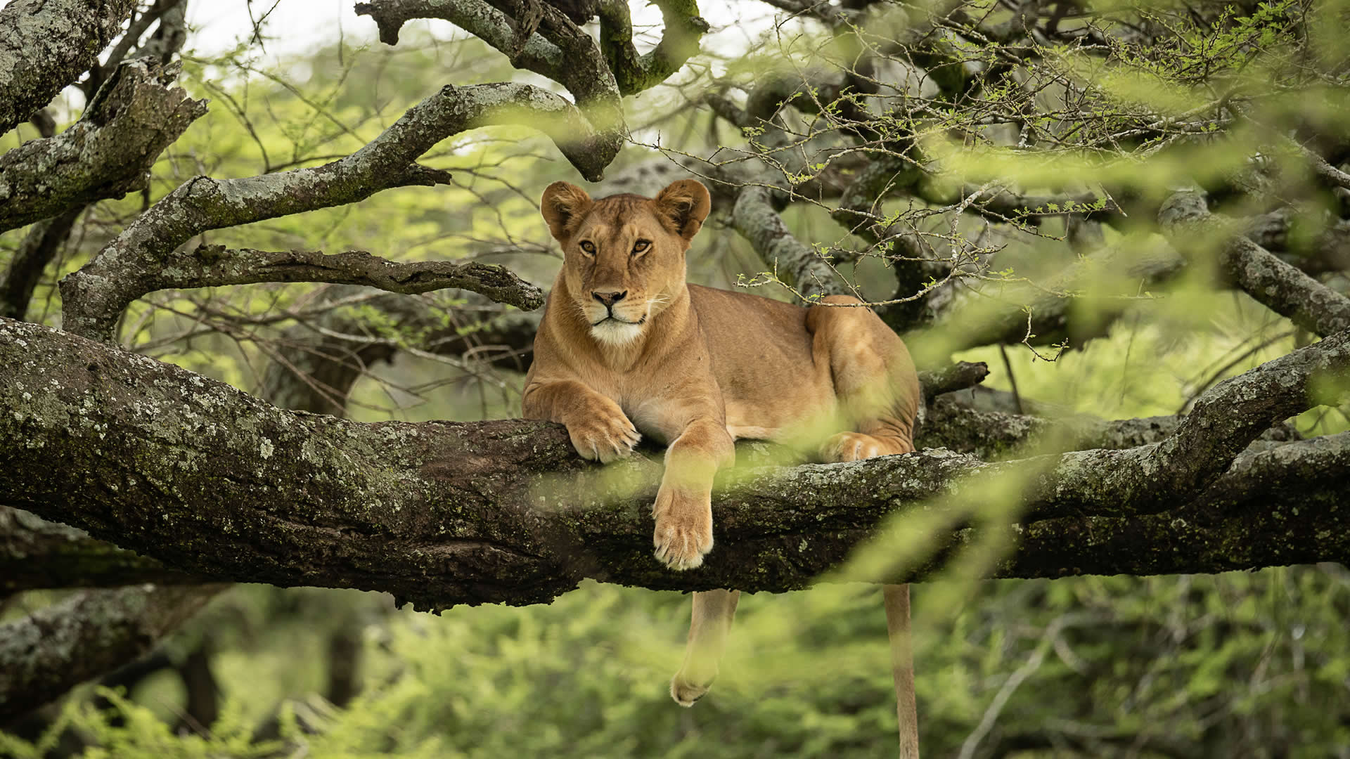 Lake Manyara National Park 
