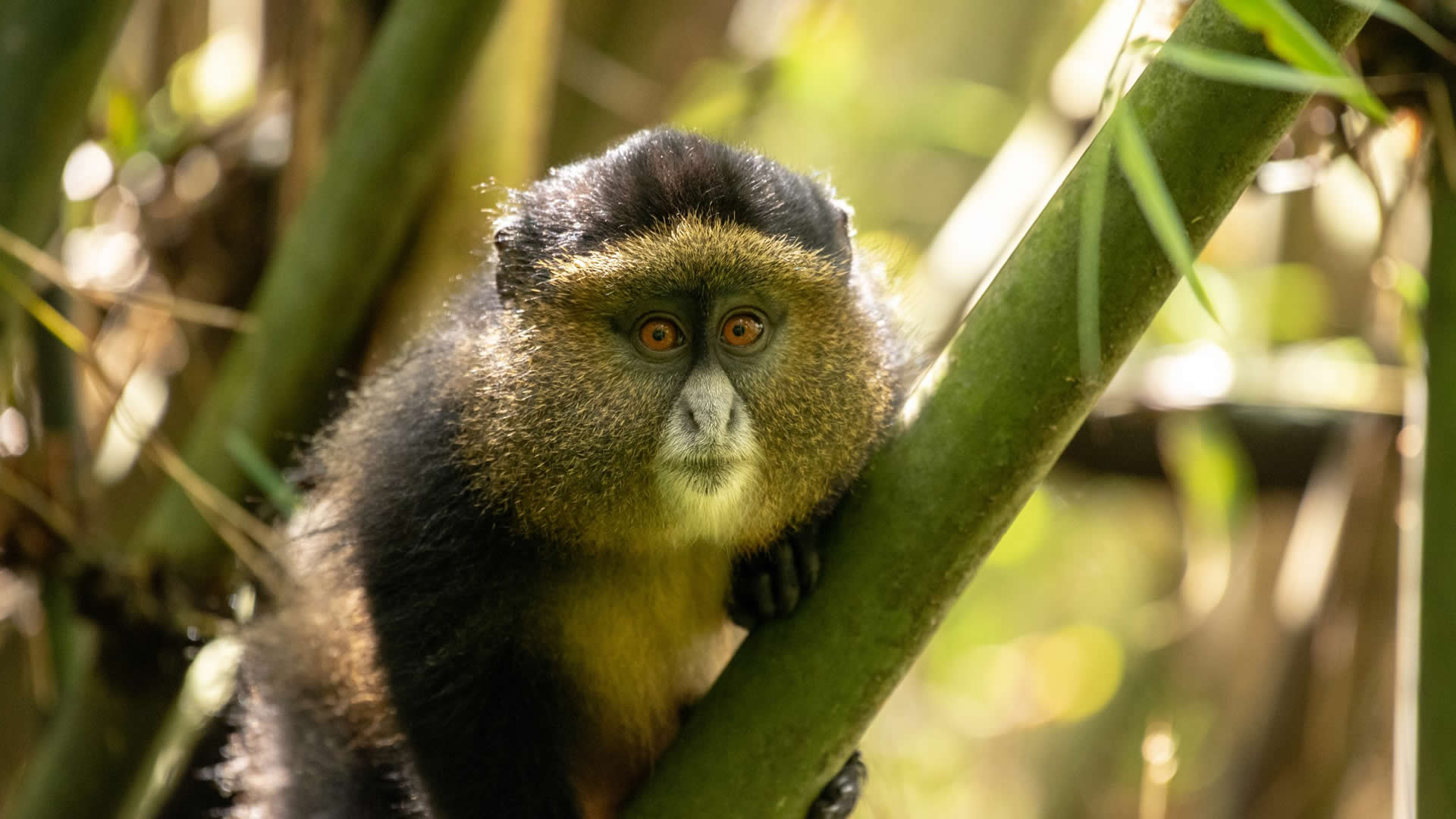 Mgahinga Gorilla National Park 