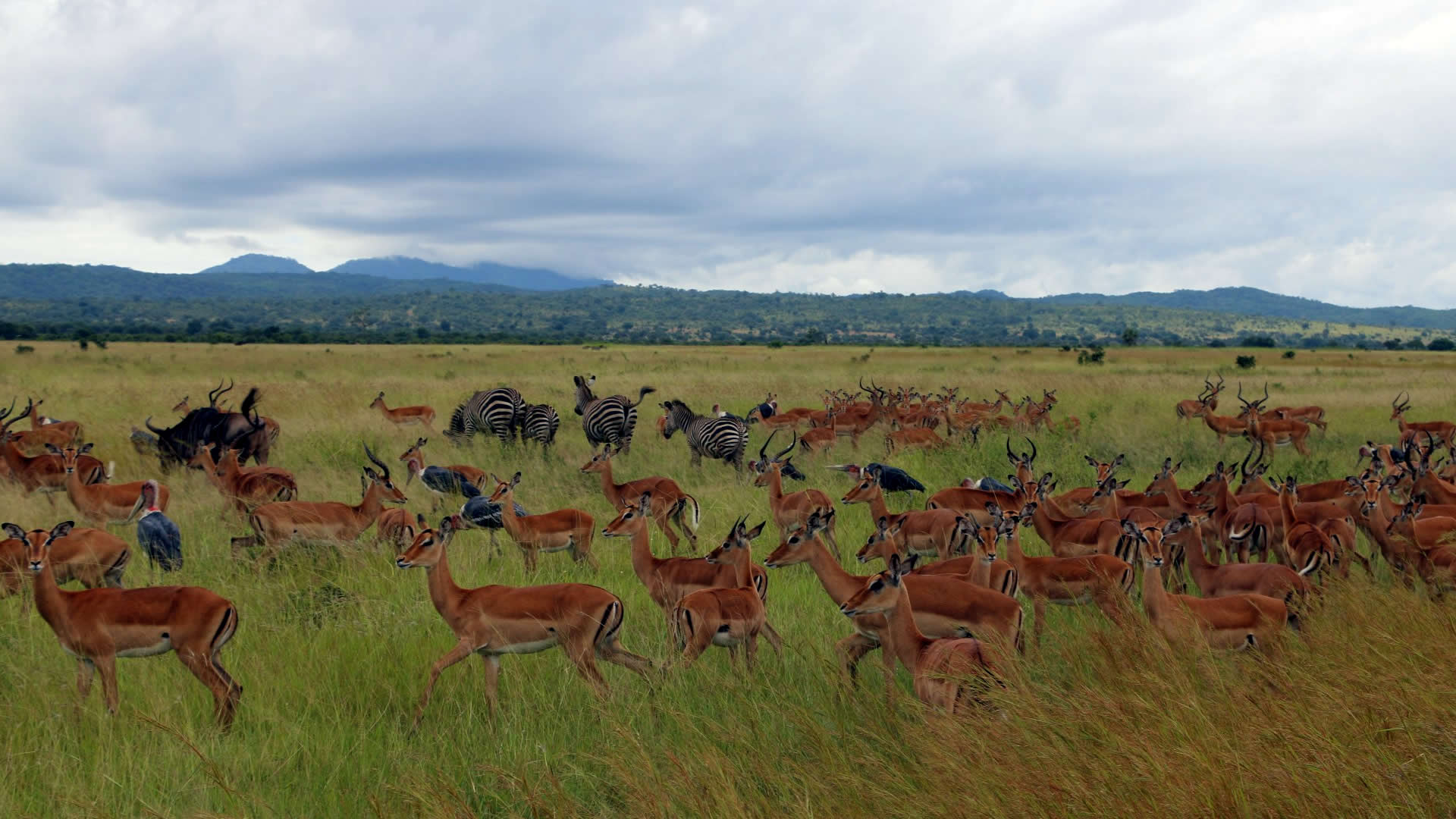 Mikumi National Park 