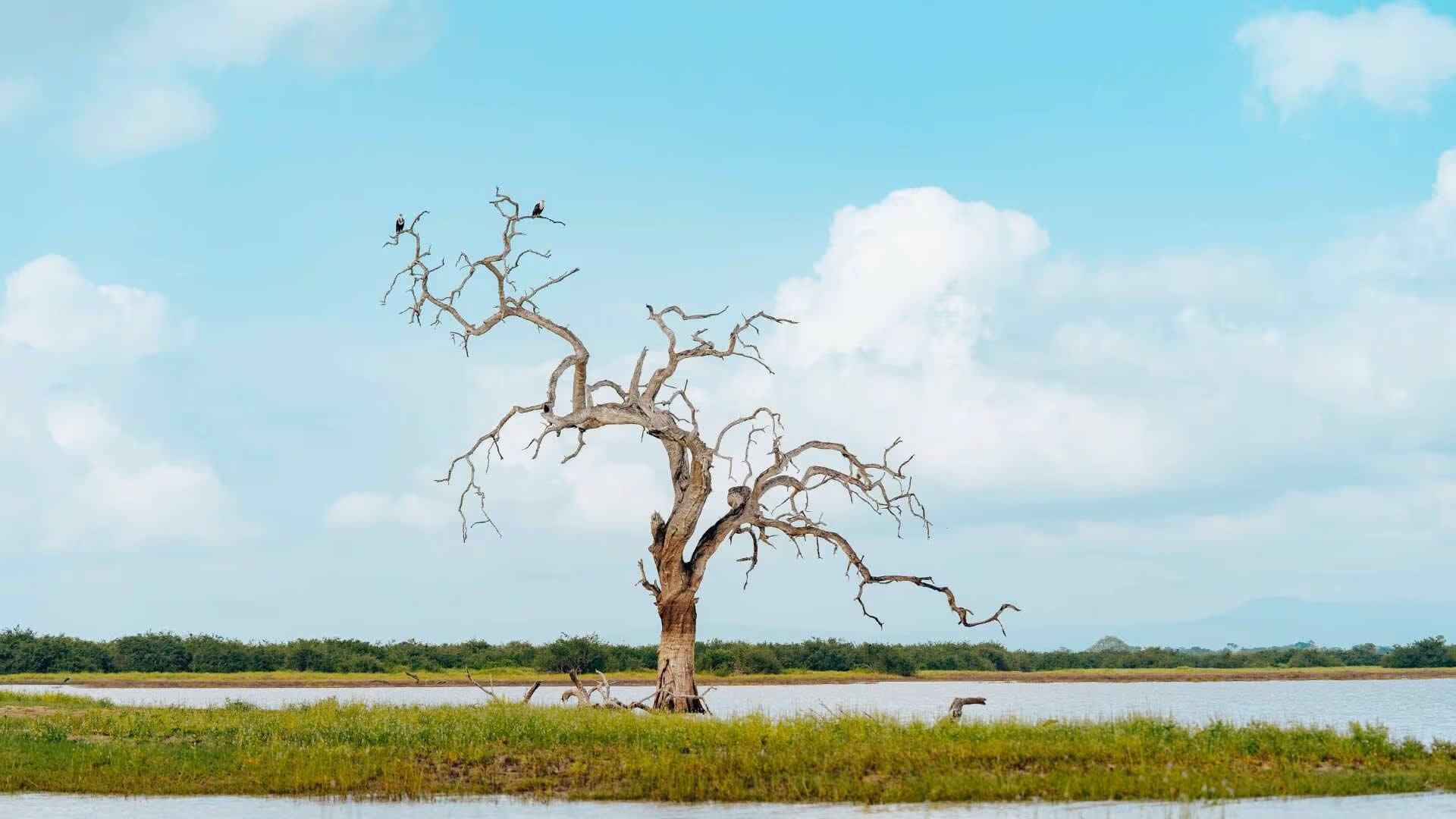 Nyerere National Park 