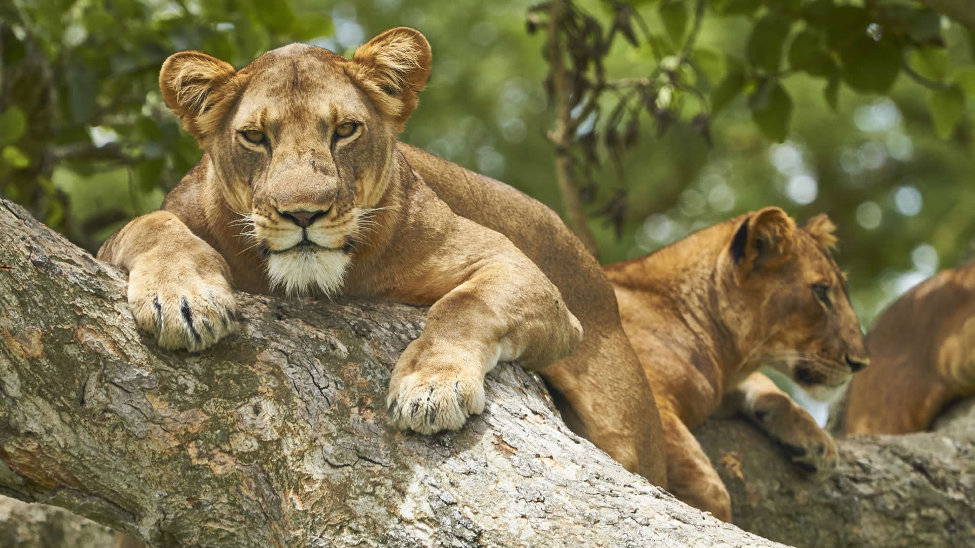 Queen Elizabeth National Park 