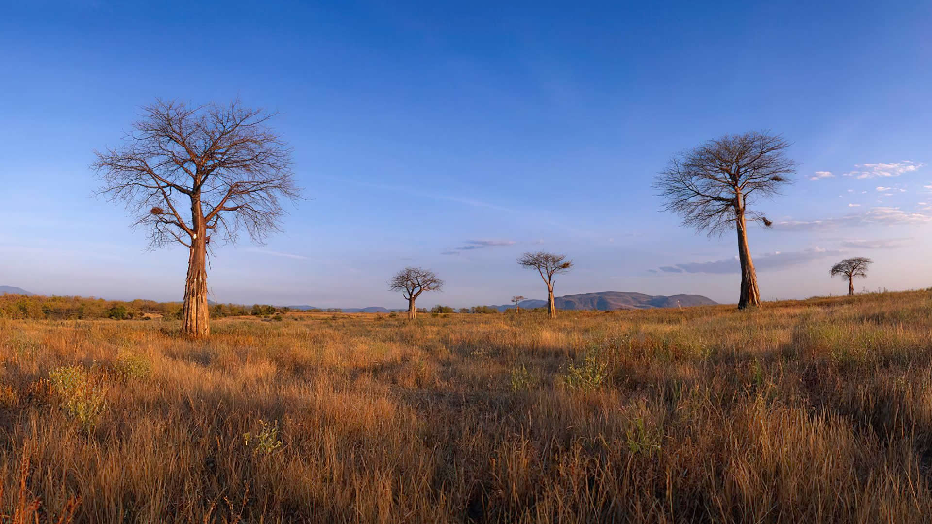 Ruaha National Park