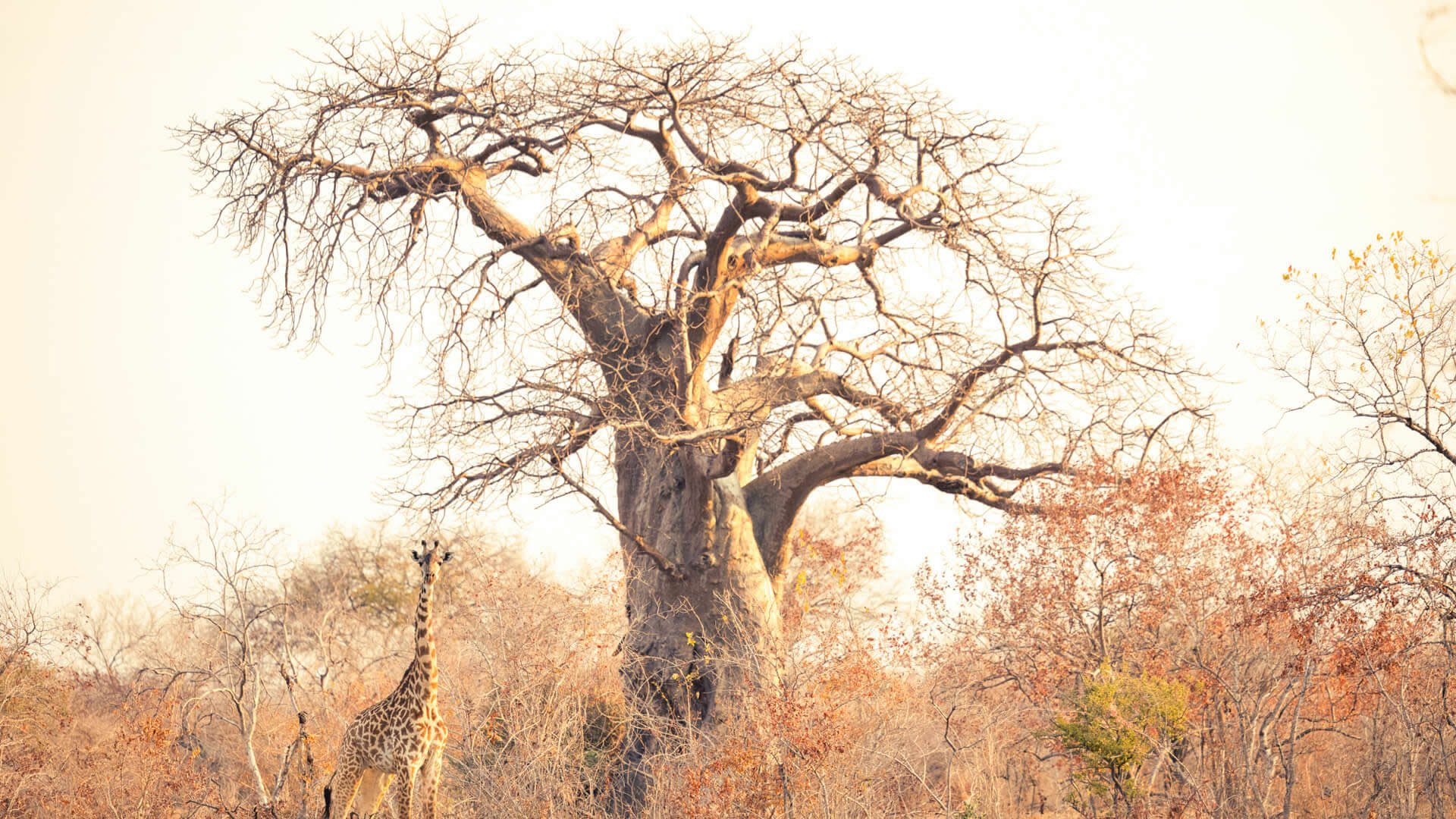 Ruaha National Park 