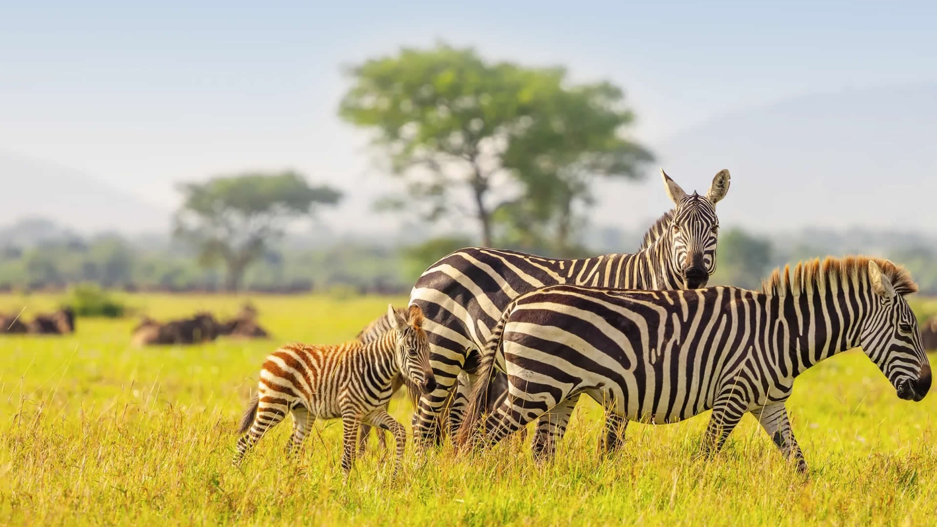 Serengeti National Park