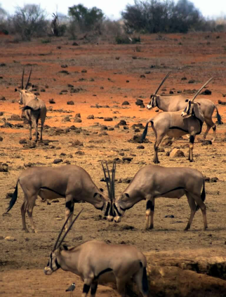 10 Days Kenya Classic Safari 