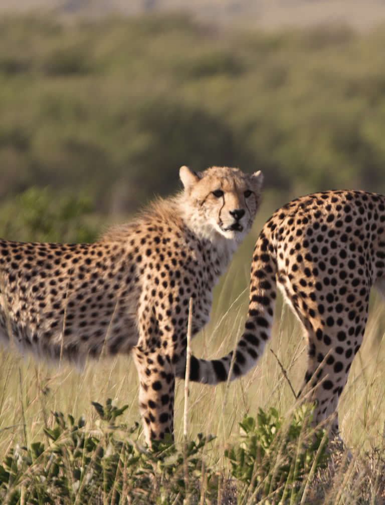 3 Days Maasai Mara Road Safari 