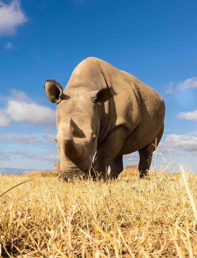 3 Days Ol Pejeta Conservancy Road Safari