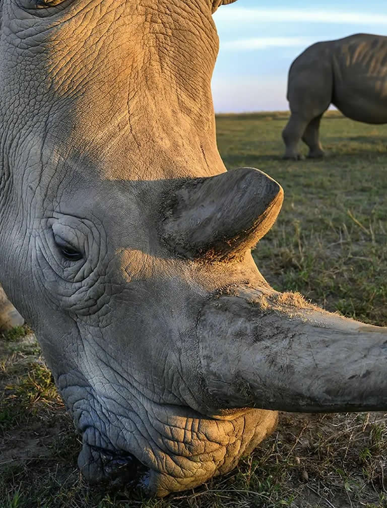 3 Days Ol Pejeta Flying Safari