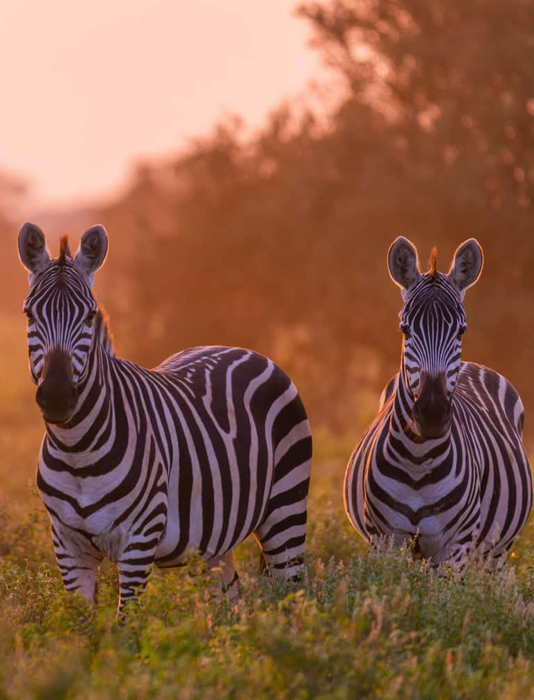 4 Days Affordable Kenya Safari