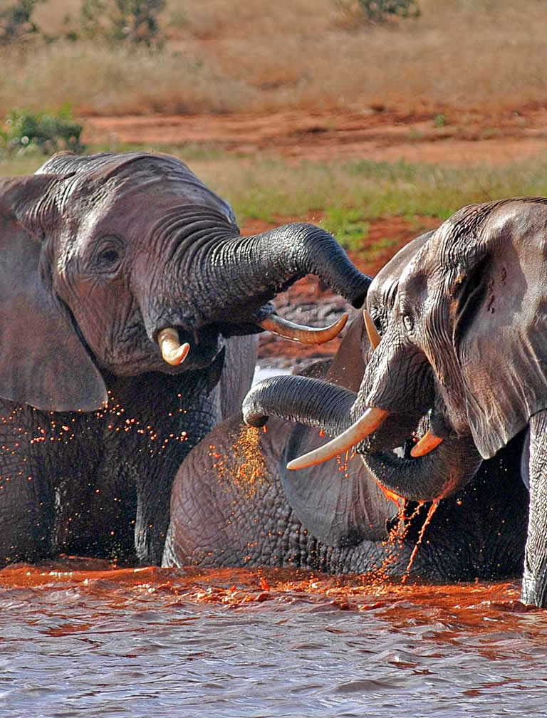 4 Days Amboseli Tsavo Safari