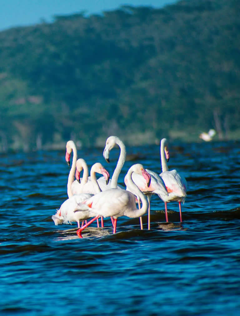 4 Days Lake Nakuru & Maasai Mara Safari