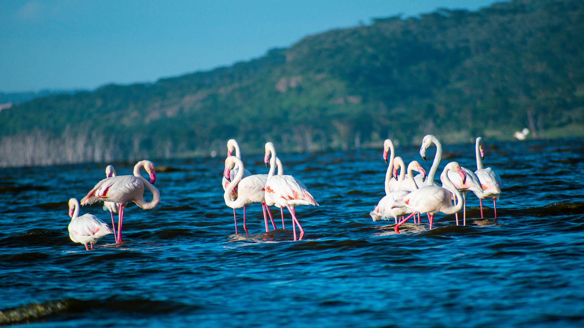 4 Days Lake Nakuru & Maasai Mara Safari