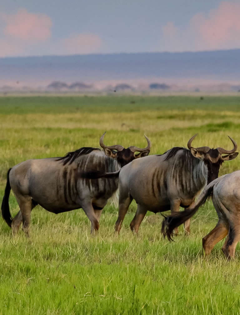  5 Days Samburu Mara Flying Safari 