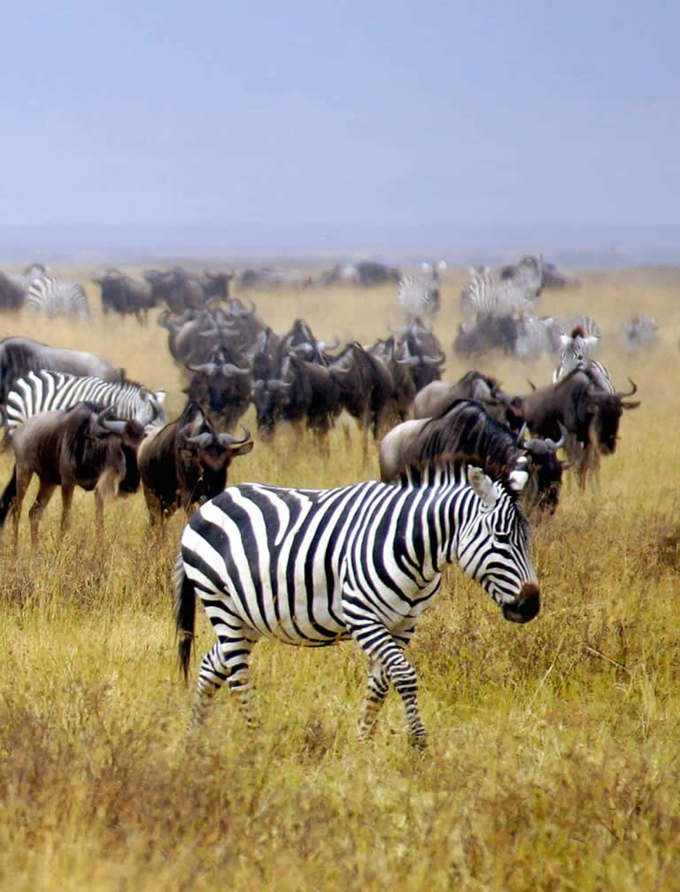  6 Days Amboseli, Lake Nakuru, Maasai Mara Luxury Safari 