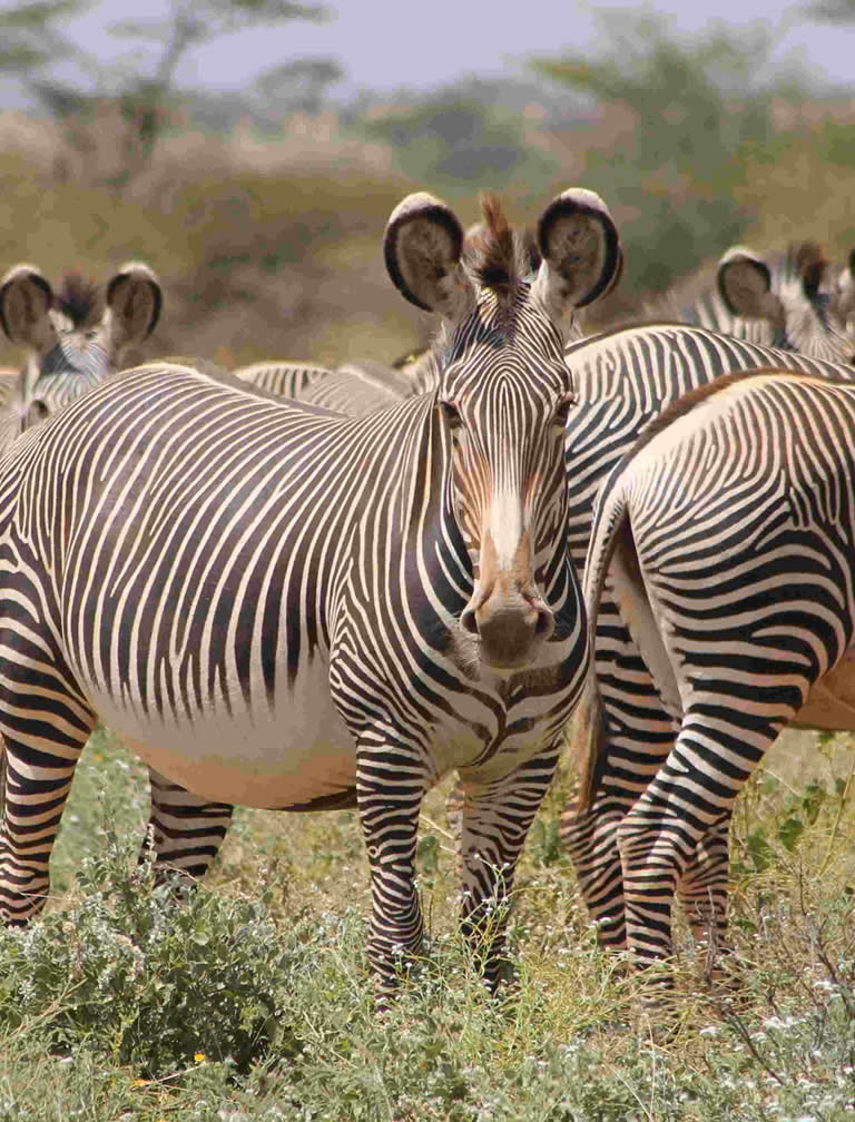  8 Days Classic Kenya Road Safari 