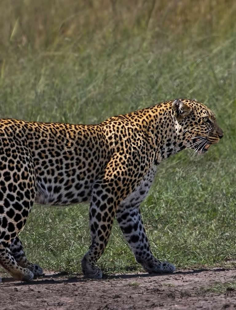  9 Days Kenya Safari Holiday 